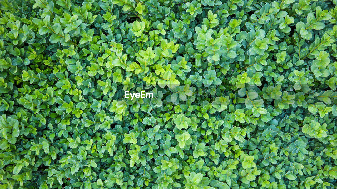 HIGH ANGLE VIEW OF PLANTS GROWING ON FIELD