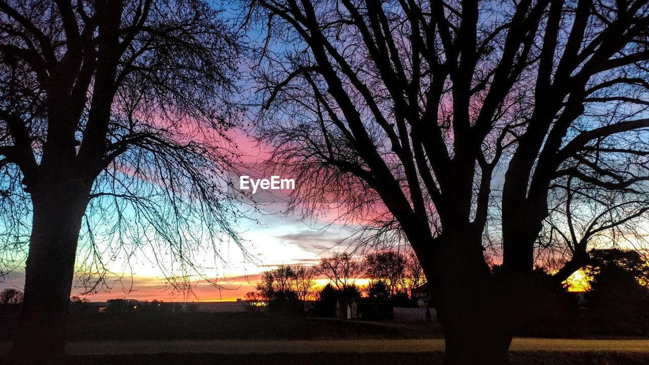 SILHOUETTE OF TREES AT NIGHT