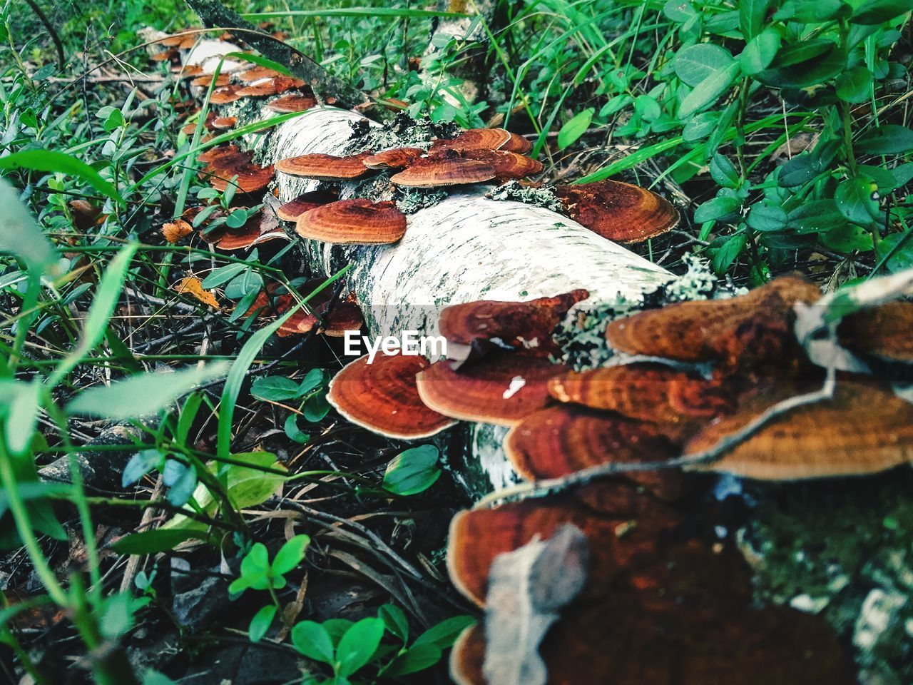 Close-up of mushroom in forest