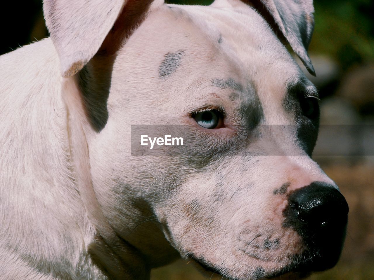 Close-up of dog looking away