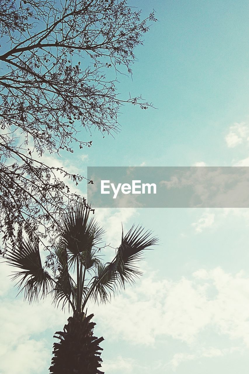 LOW ANGLE VIEW OF TREES AGAINST SKY