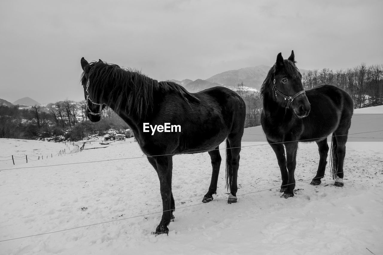 HORSES STANDING ON SNOW FIELD