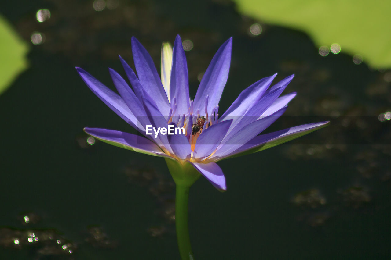 High angle view of insect on purple lotus water lily growing in pond