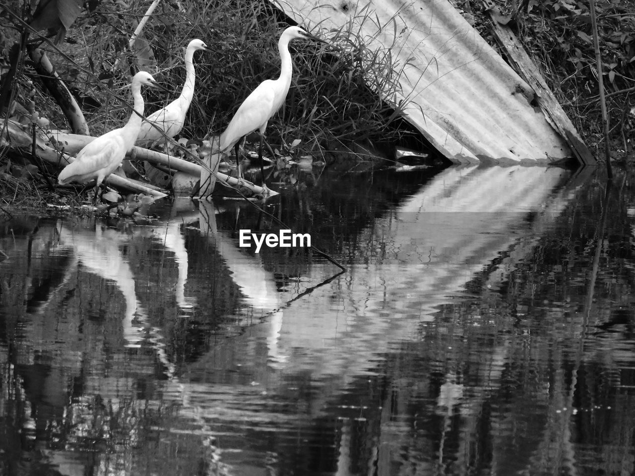 SWANS SWIMMING IN LAKE