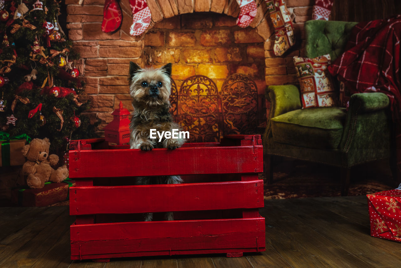 Yorkshire terrier in a red box with a christmas background with a fireplace and a green sofa