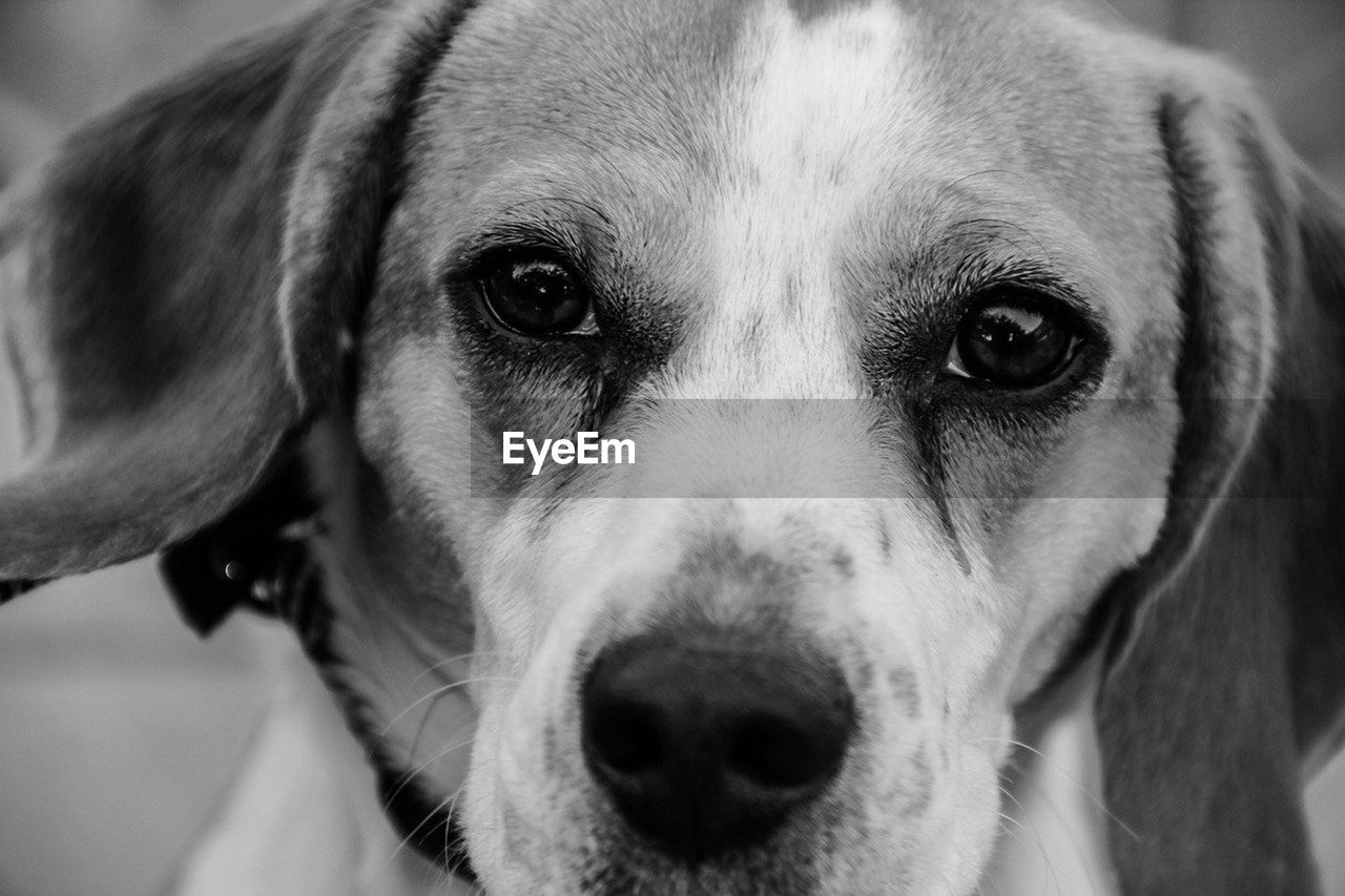 CLOSE-UP PORTRAIT OF DOG WITH EYES