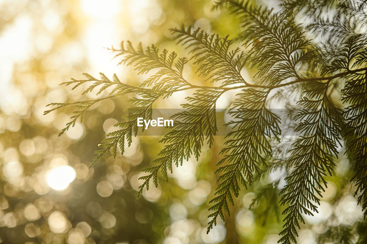 branch, tree, plant, nature, sunlight, leaf, no people, beauty in nature, growth, green, plant part, close-up, pinaceae, coniferous tree, pine tree, backgrounds, outdoors, flower, tranquility, palm tree, twig, day, palm leaf, tropical climate, environment, macro photography, focus on foreground, sky