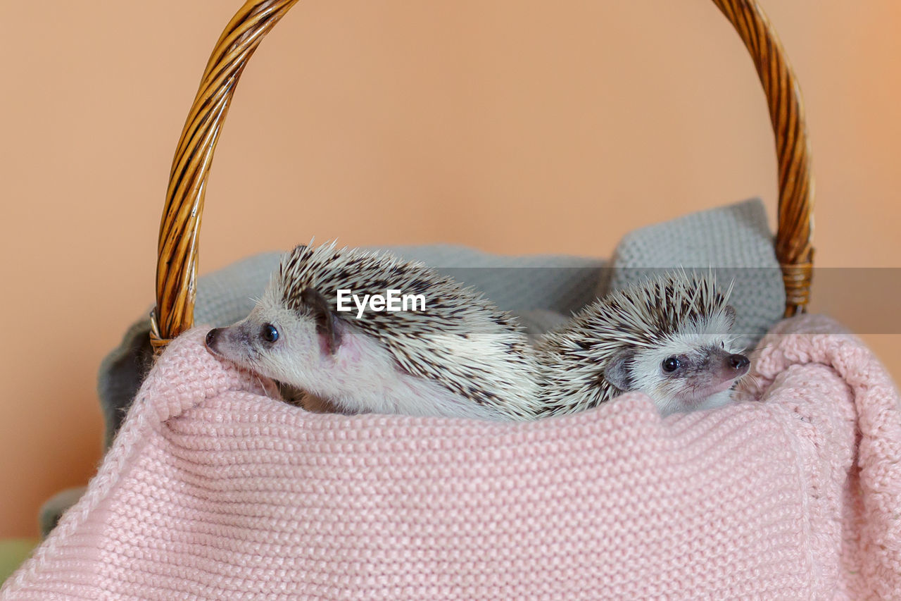 Two cute hedgehogs are sitting in basket. portrait of pretty curious muzzle of animal. 