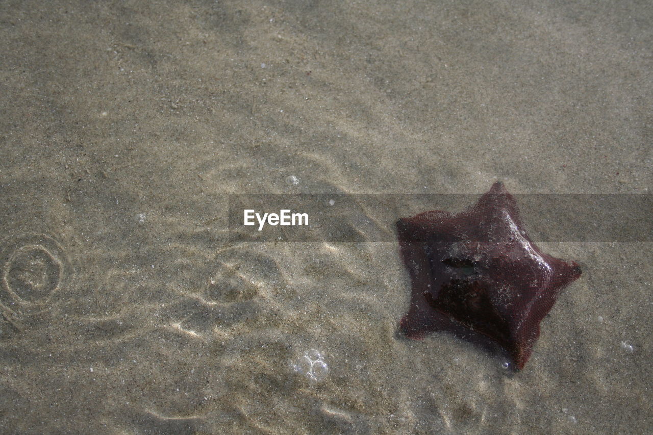 High angle view of starfish on beach