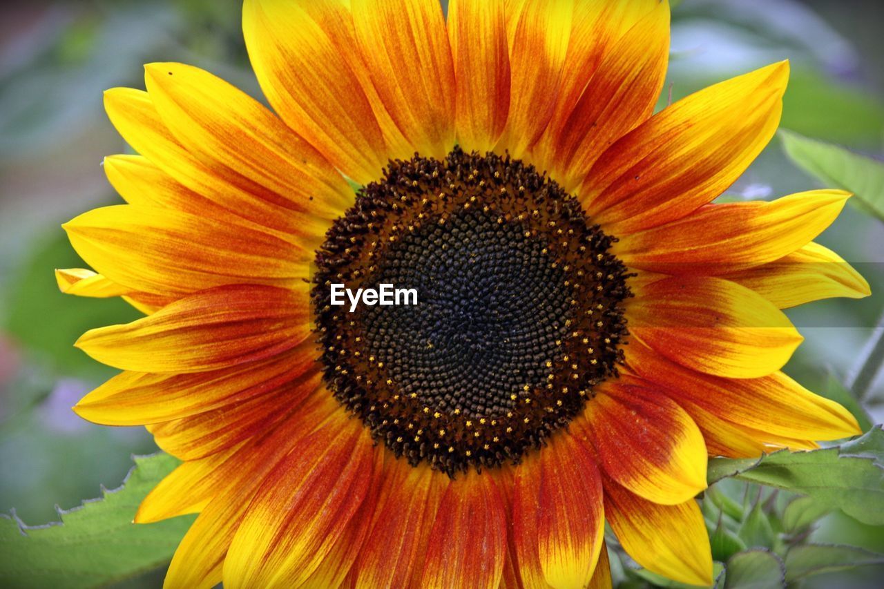 CLOSE-UP OF SUNFLOWER IN BLOOM OF YELLOW FLOWER