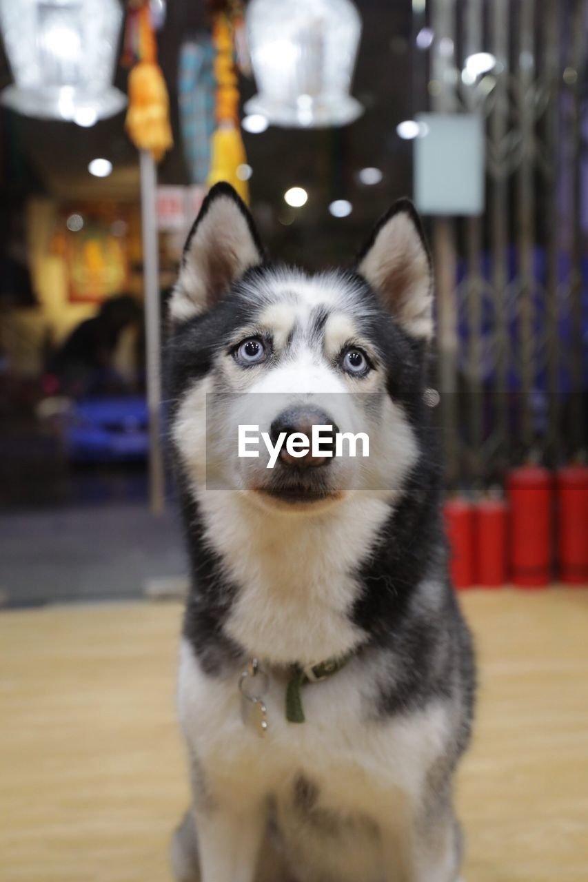 CLOSE-UP PORTRAIT OF DOG IN MOUTH