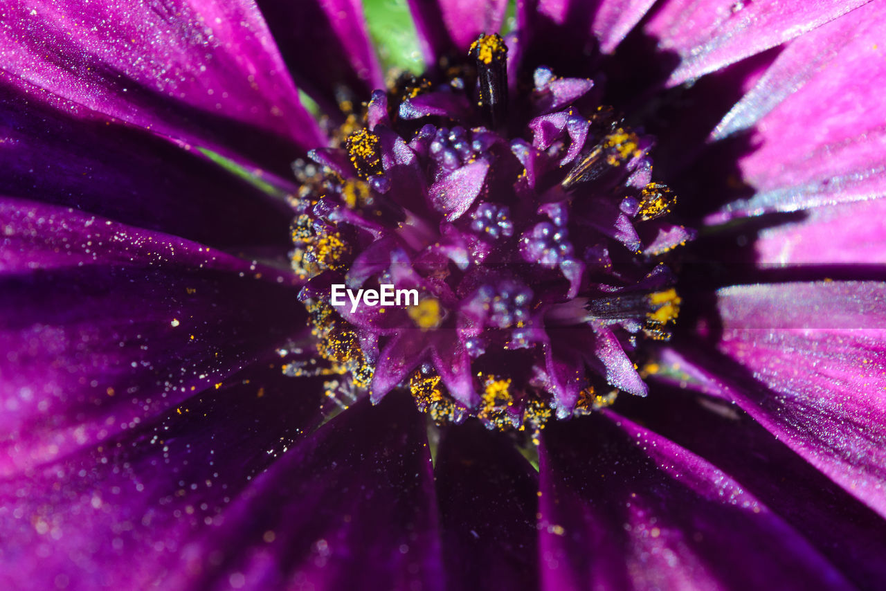 CLOSE UP OF PURPLE FLOWER