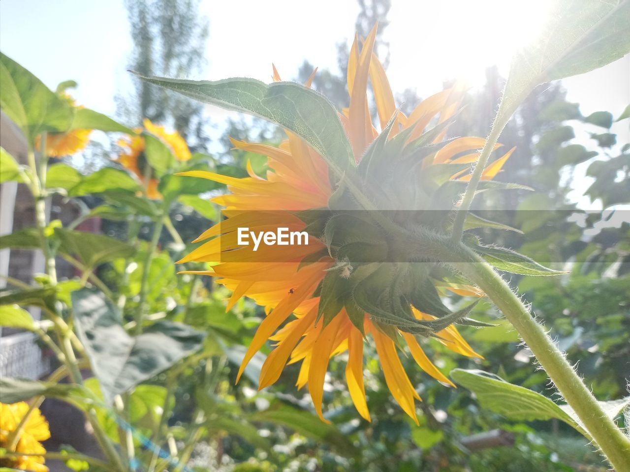 CLOSE-UP OF YELLOW FLOWERING PLANT AGAINST BLURRED BACKGROUND