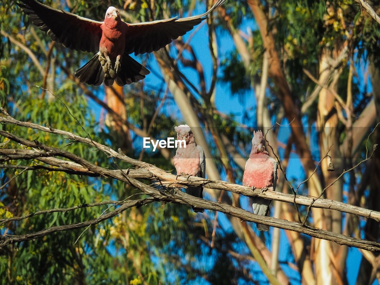 BIRDS PERCHING ON TREE