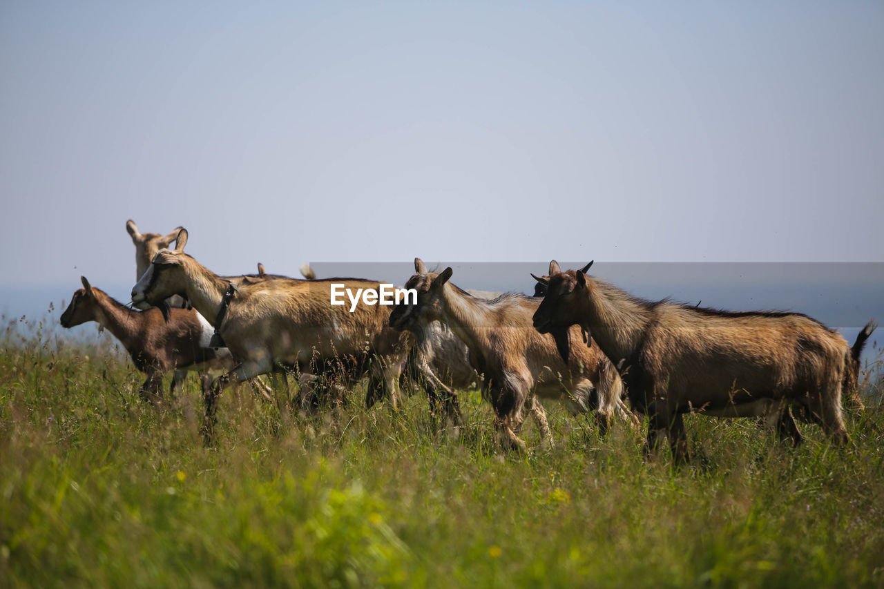 HORSES ON FIELD