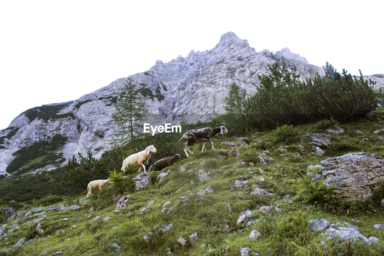 Herd of sheep at mountain lake seebensee, austrian alps, summertime