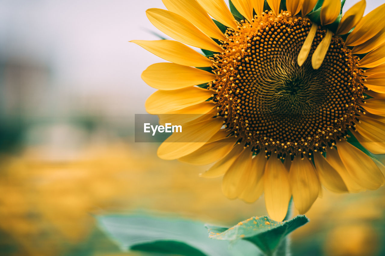 Close-up of sunflower