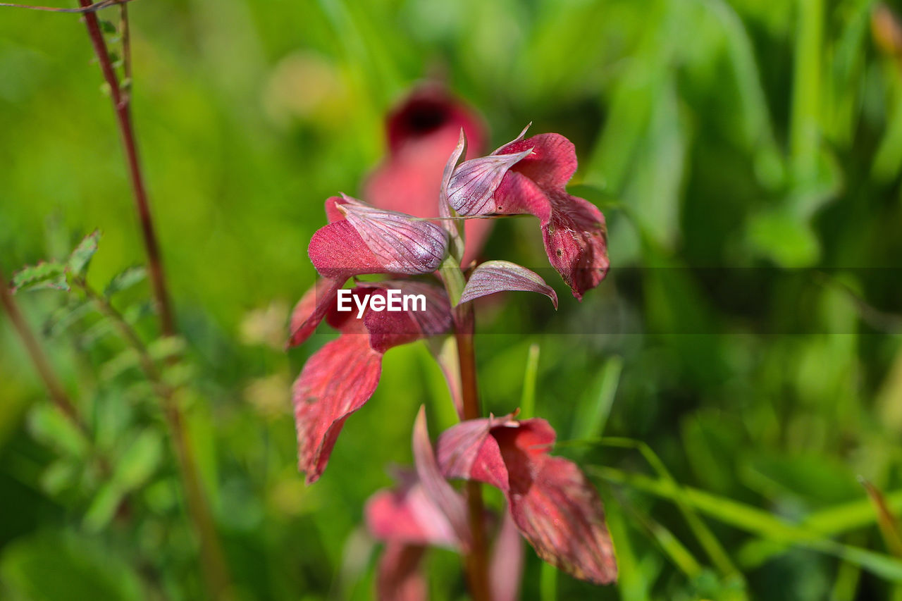 Close-up of pink flowering plant