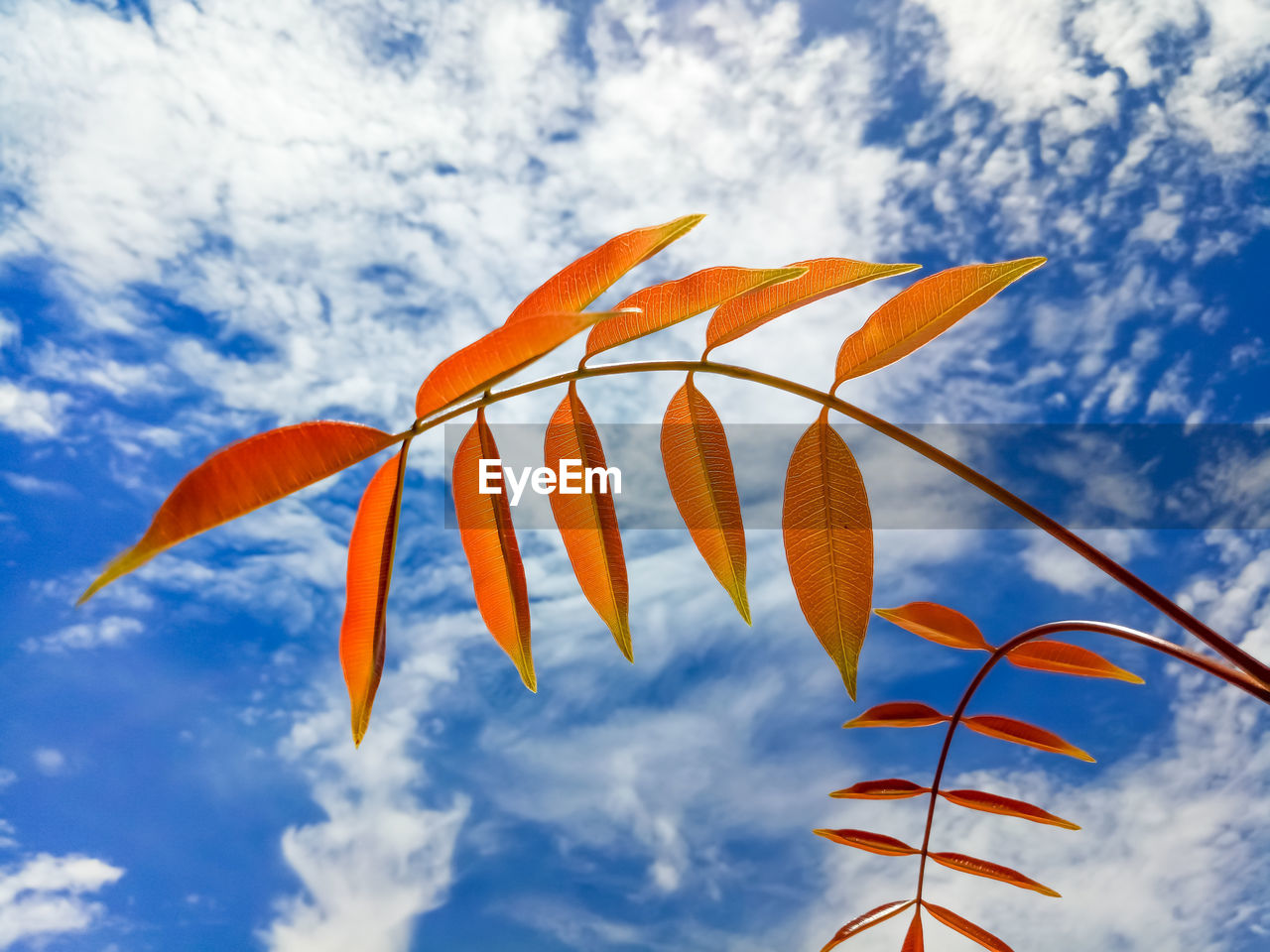 CLOSE-UP OF ORANGE LEAVES AGAINST SKY