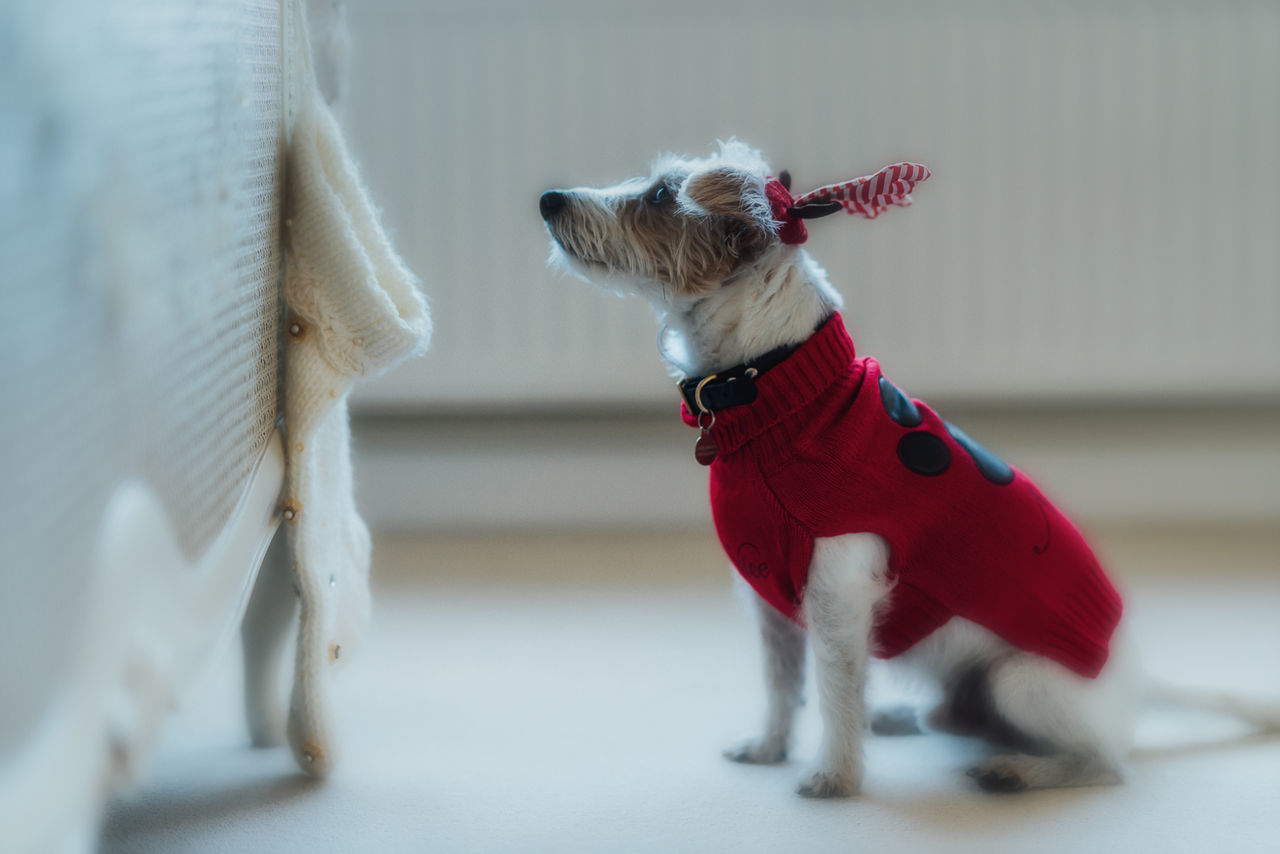 Close-up of dog wearing sweater sitting on floor at home