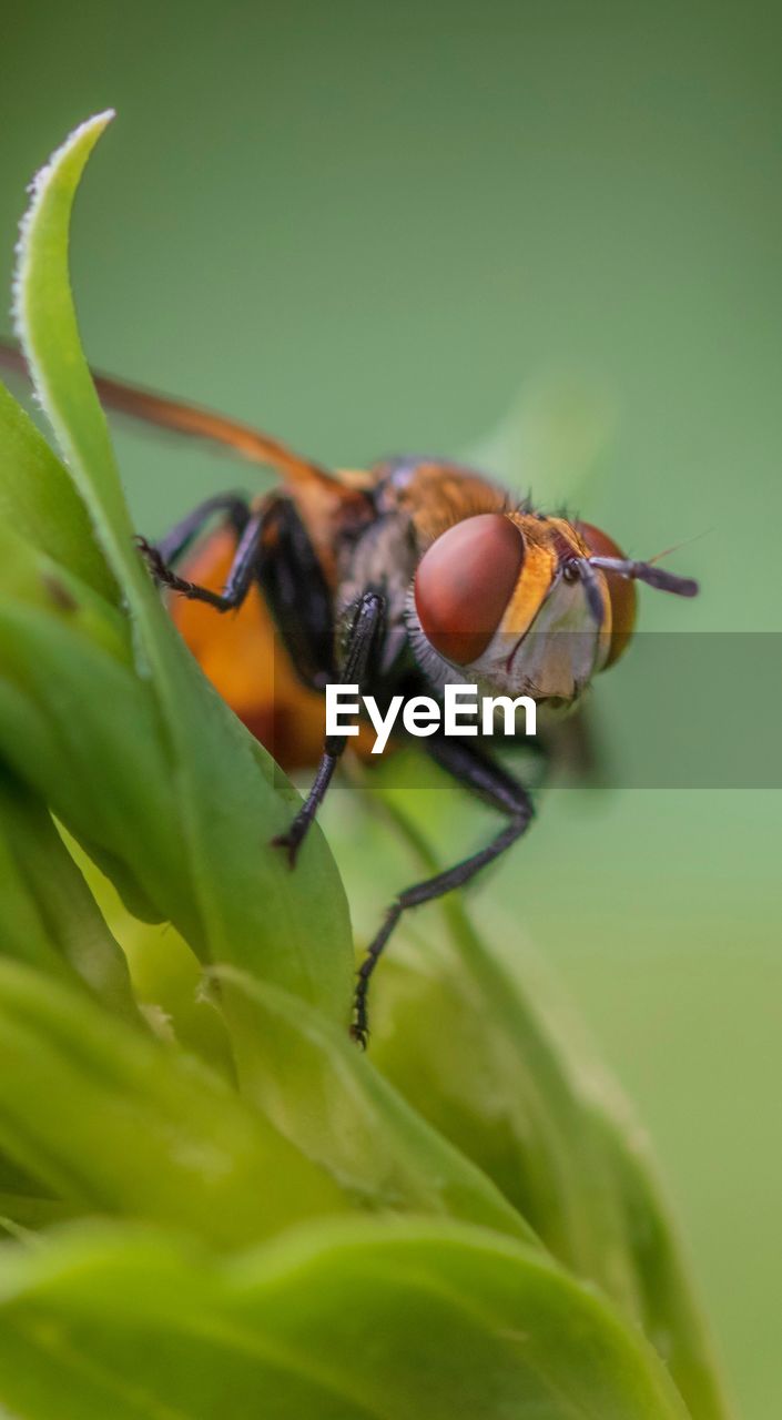 EXTREME CLOSE-UP OF FLY ON FLOWER