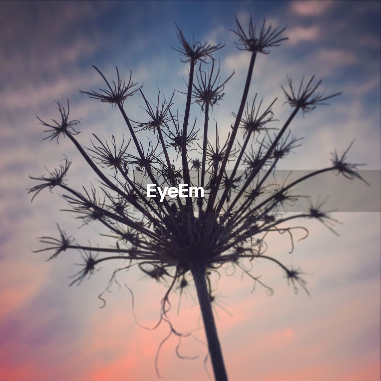 LOW ANGLE VIEW OF SILHOUETTE THISTLE AGAINST SKY
