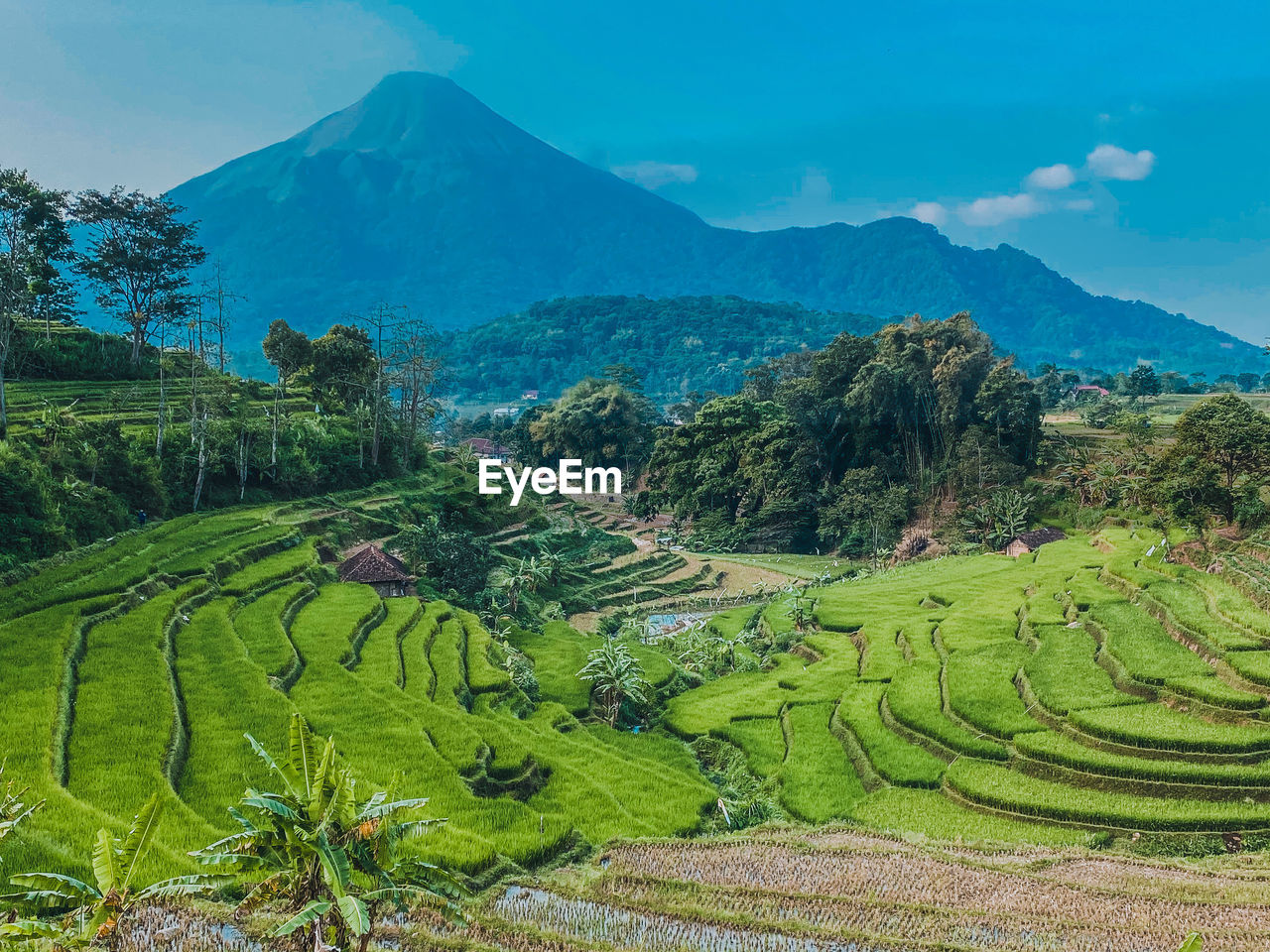 Scenic view of agricultural field against mountains