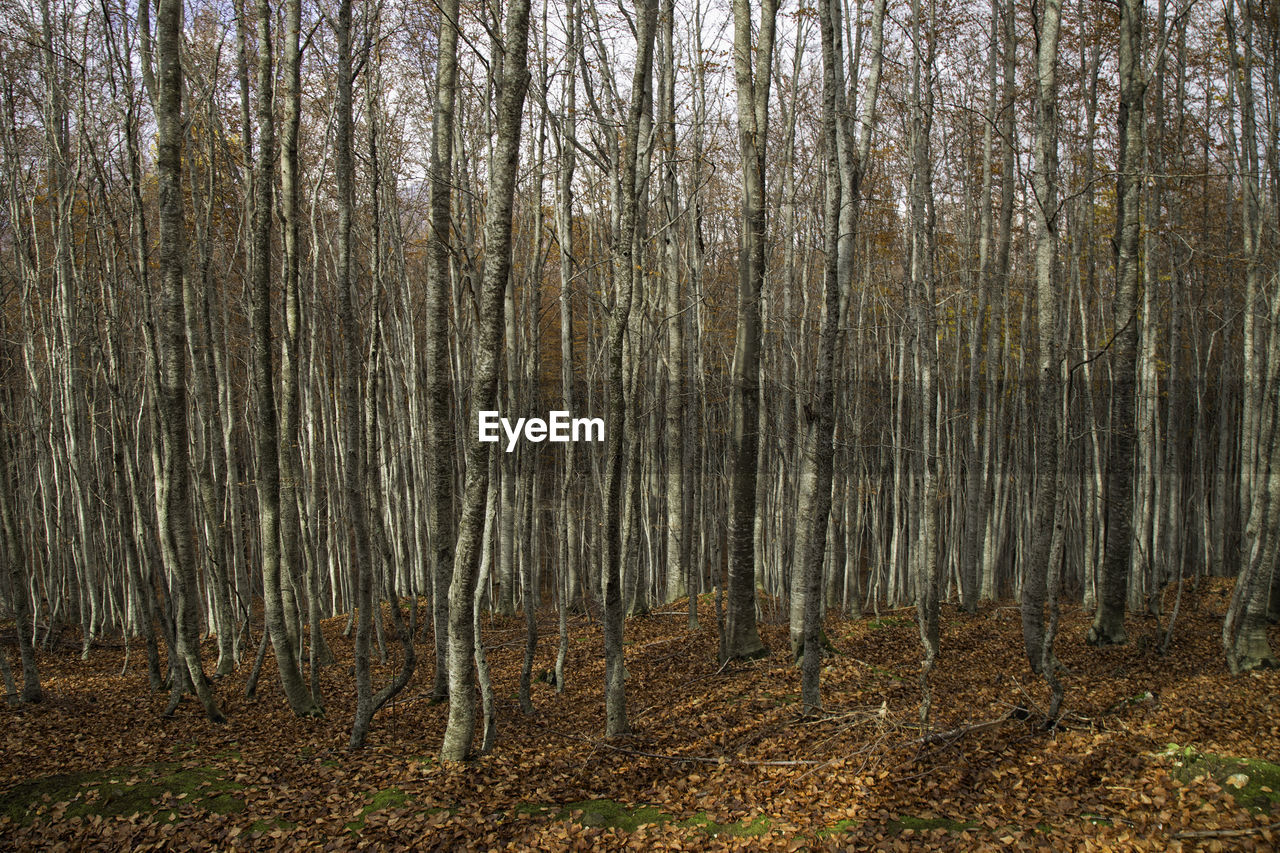 BARE TREES IN FOREST DURING AUTUMN