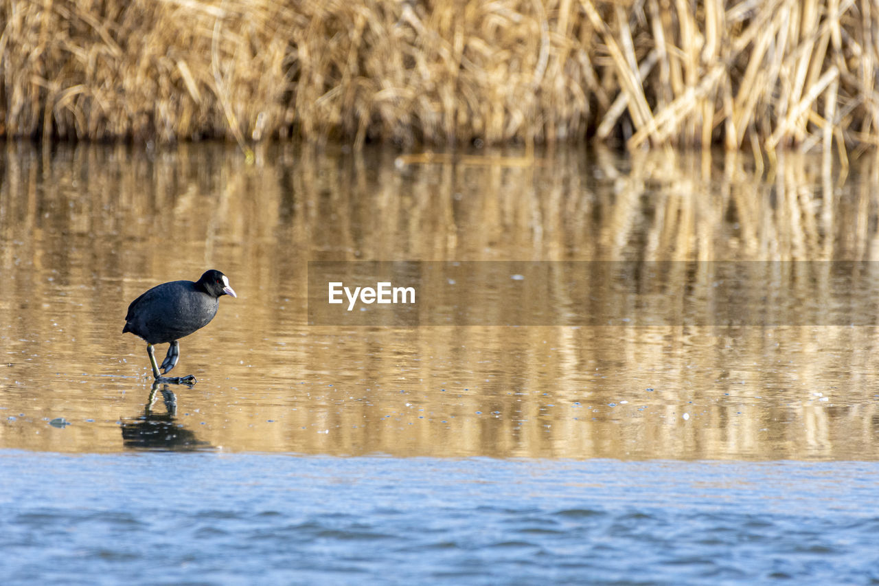VIEW OF BIRD PERCHING ON LAKE