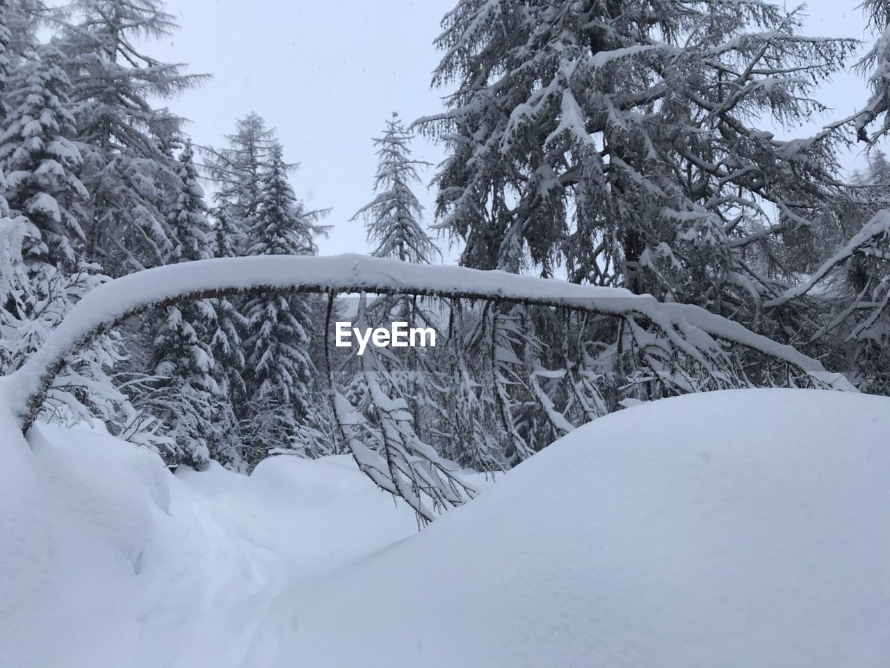 SNOW COVERED TREES AGAINST CLEAR SKY