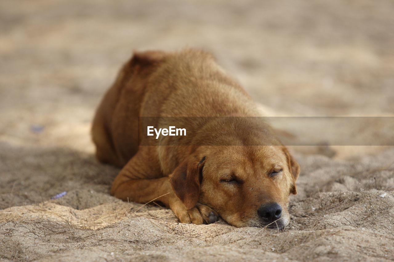 Portrait of dog on sand