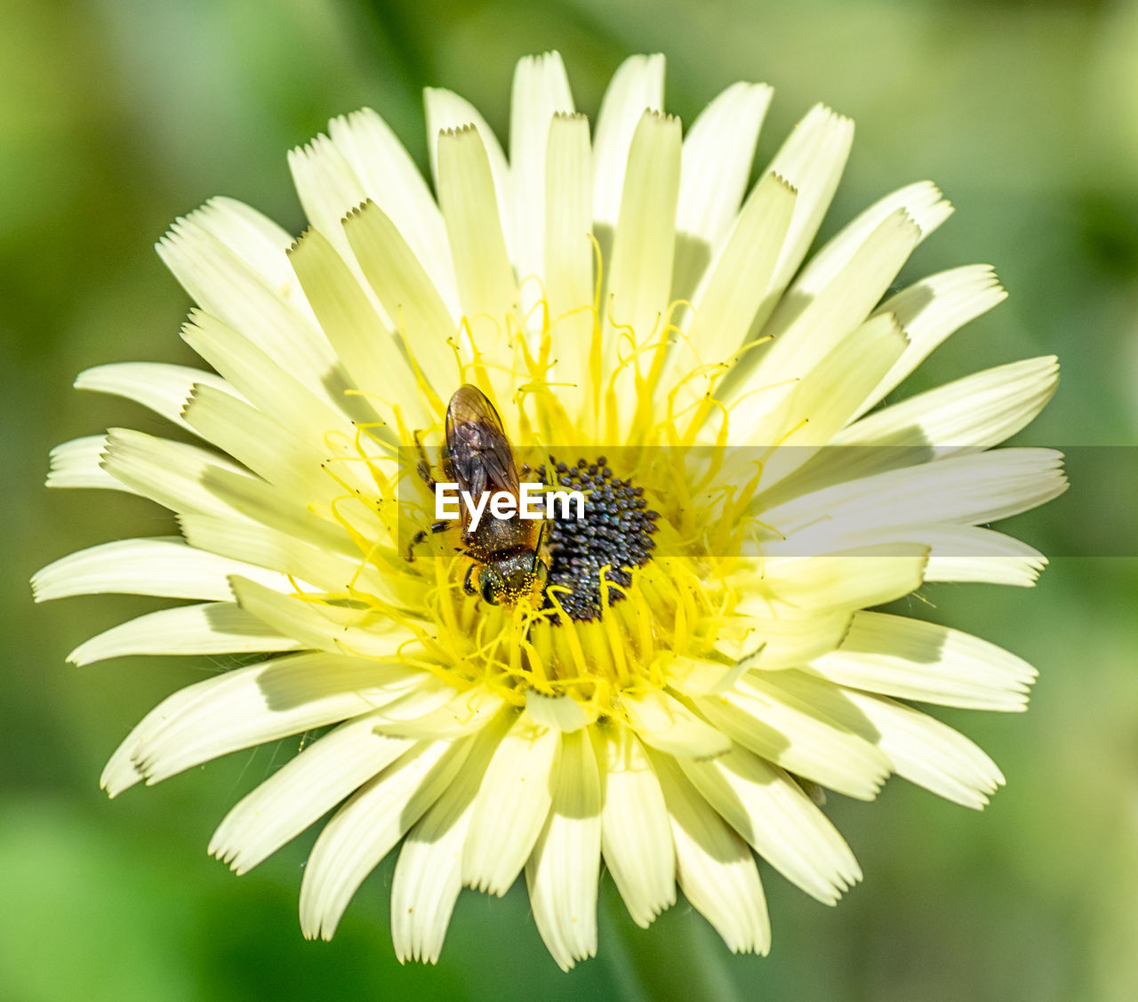 CLOSE-UP OF BEE POLLINATING ON FLOWER