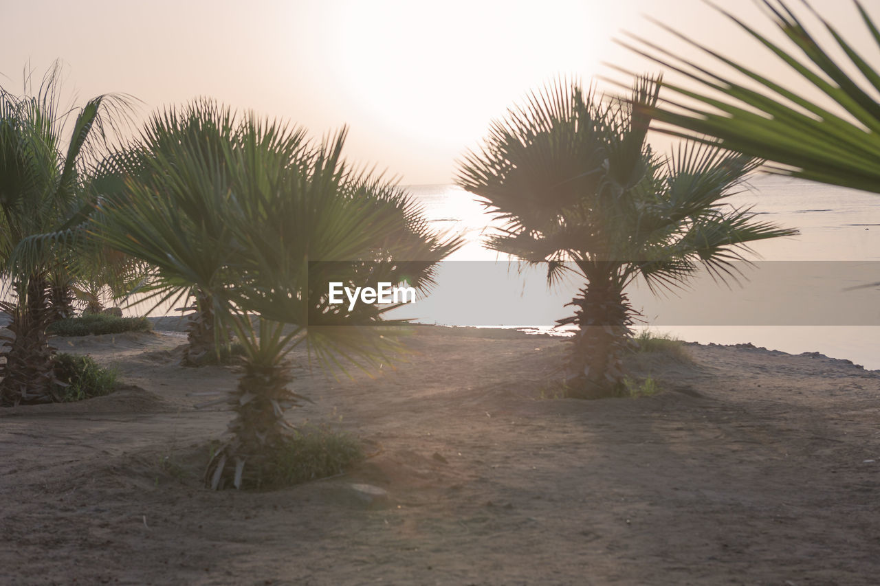 SCENIC VIEW OF PALM TREES ON DESERT AGAINST SKY