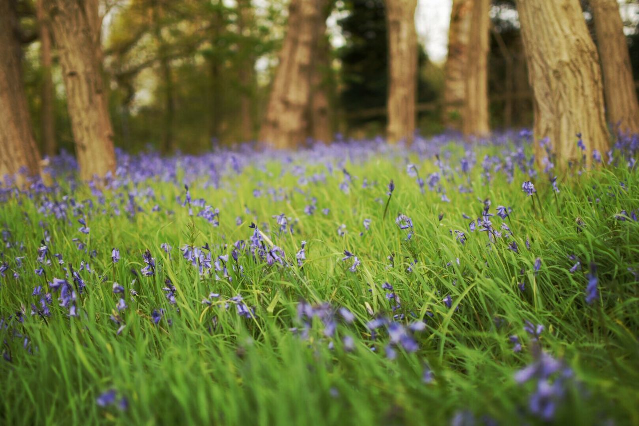 Purple flowers growing in field