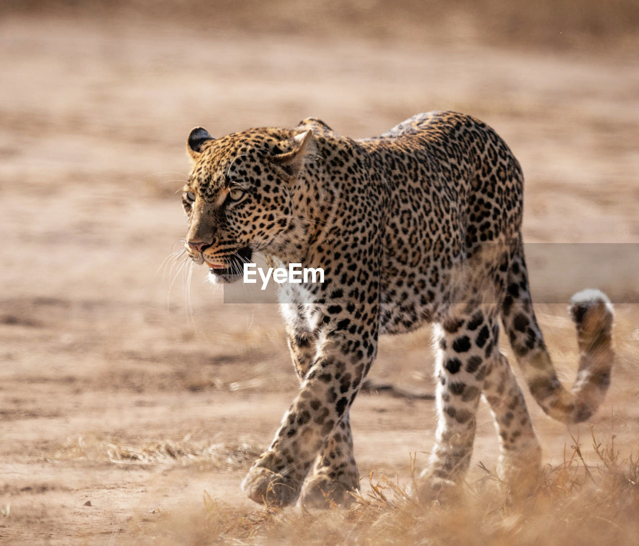 Full length of a cat