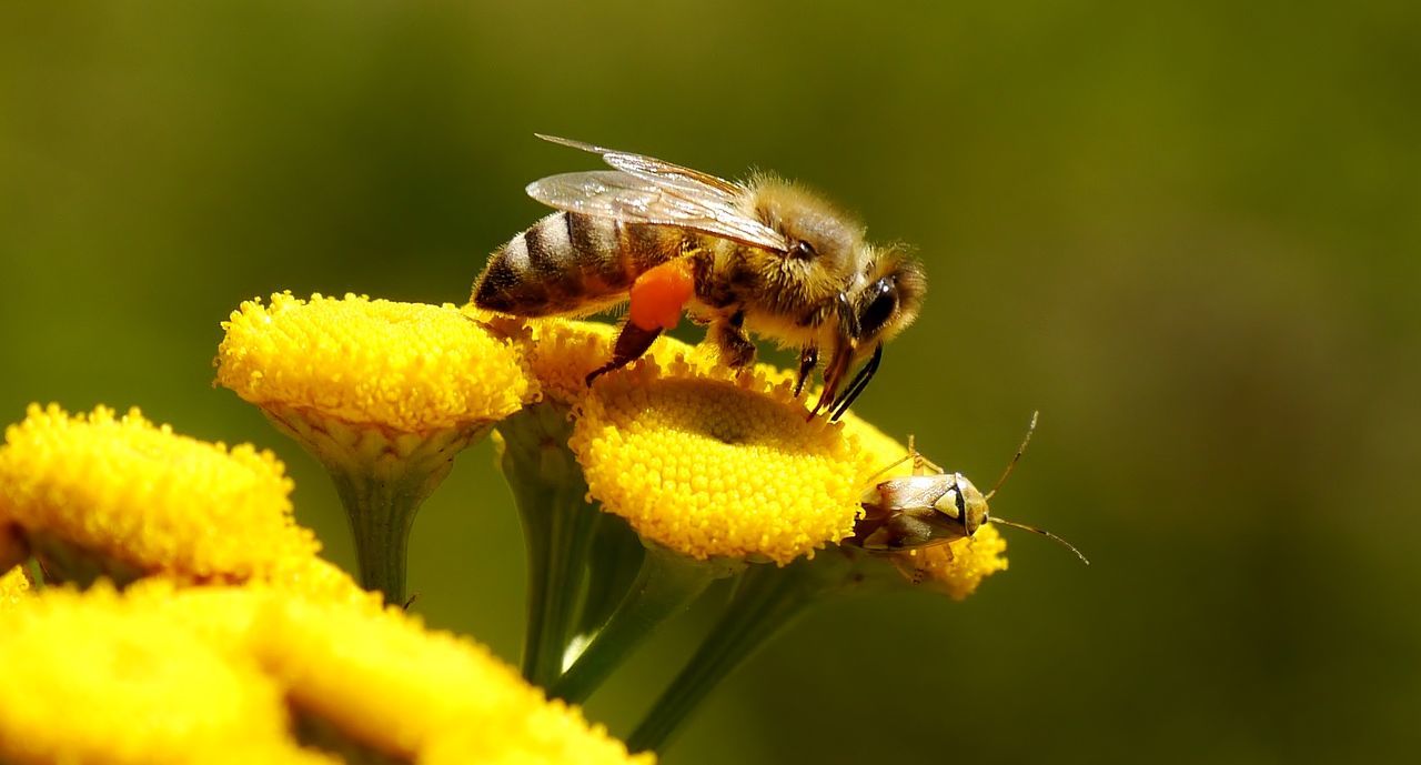 Close-up of bee pollinating on yellow flower outdoors