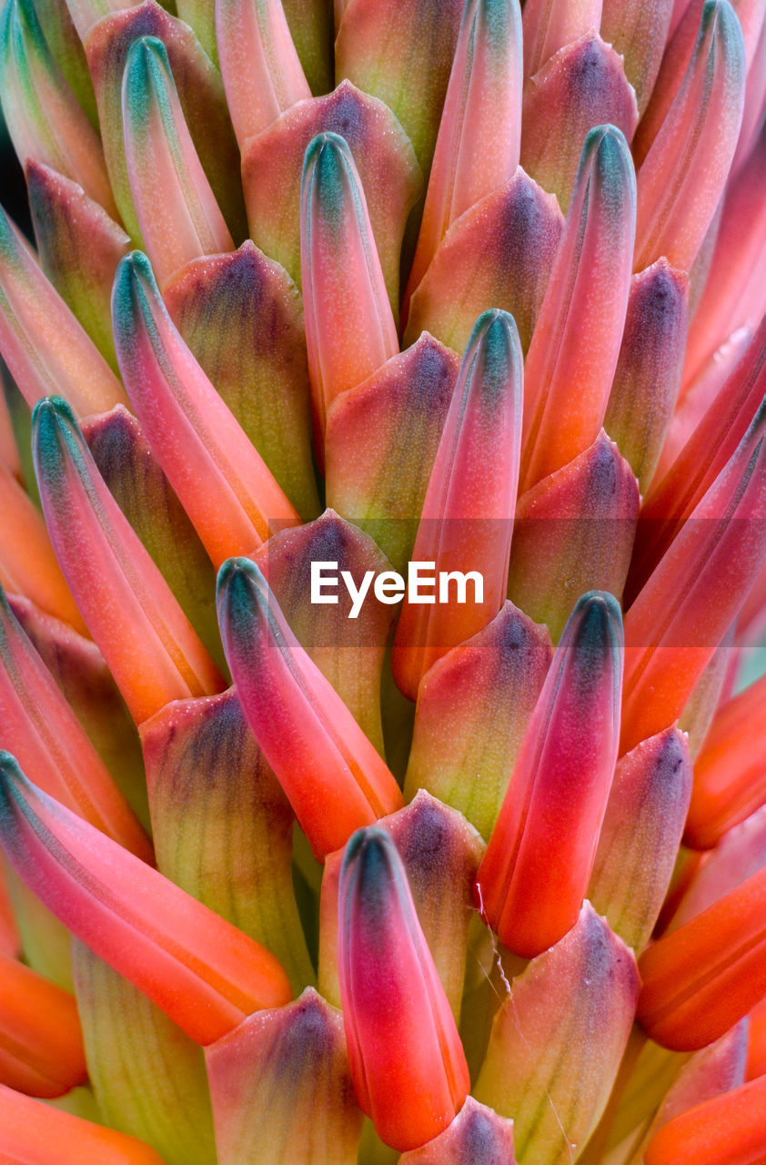 Plant blossom close-up coloful