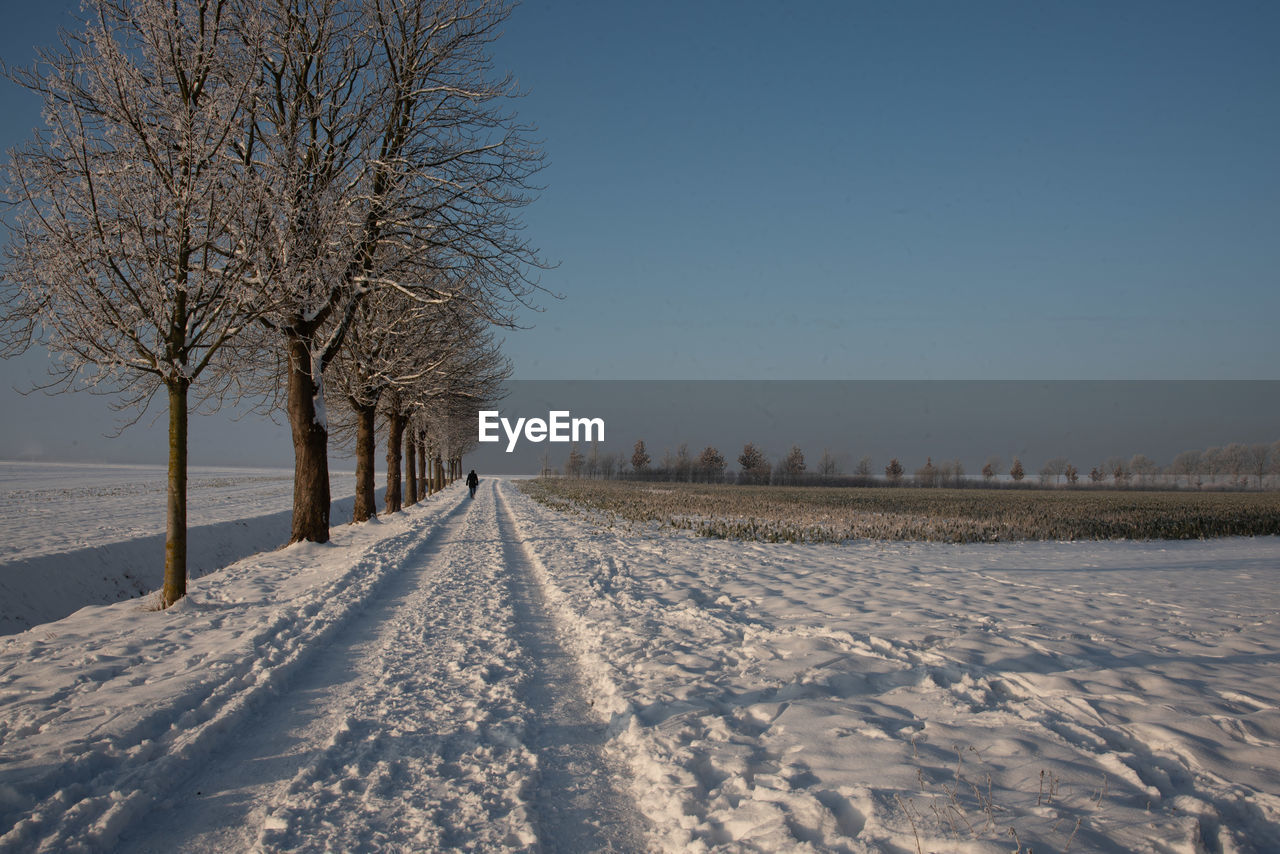 winter, cold temperature, snow, tree, nature, plant, freezing, environment, frost, sky, landscape, frozen, scenics - nature, beauty in nature, white, no people, land, tranquility, tranquil scene, bare tree, blue, clear sky, field, morning, ice, outdoors, non-urban scene, rural scene, day, sunlight, deep snow, road