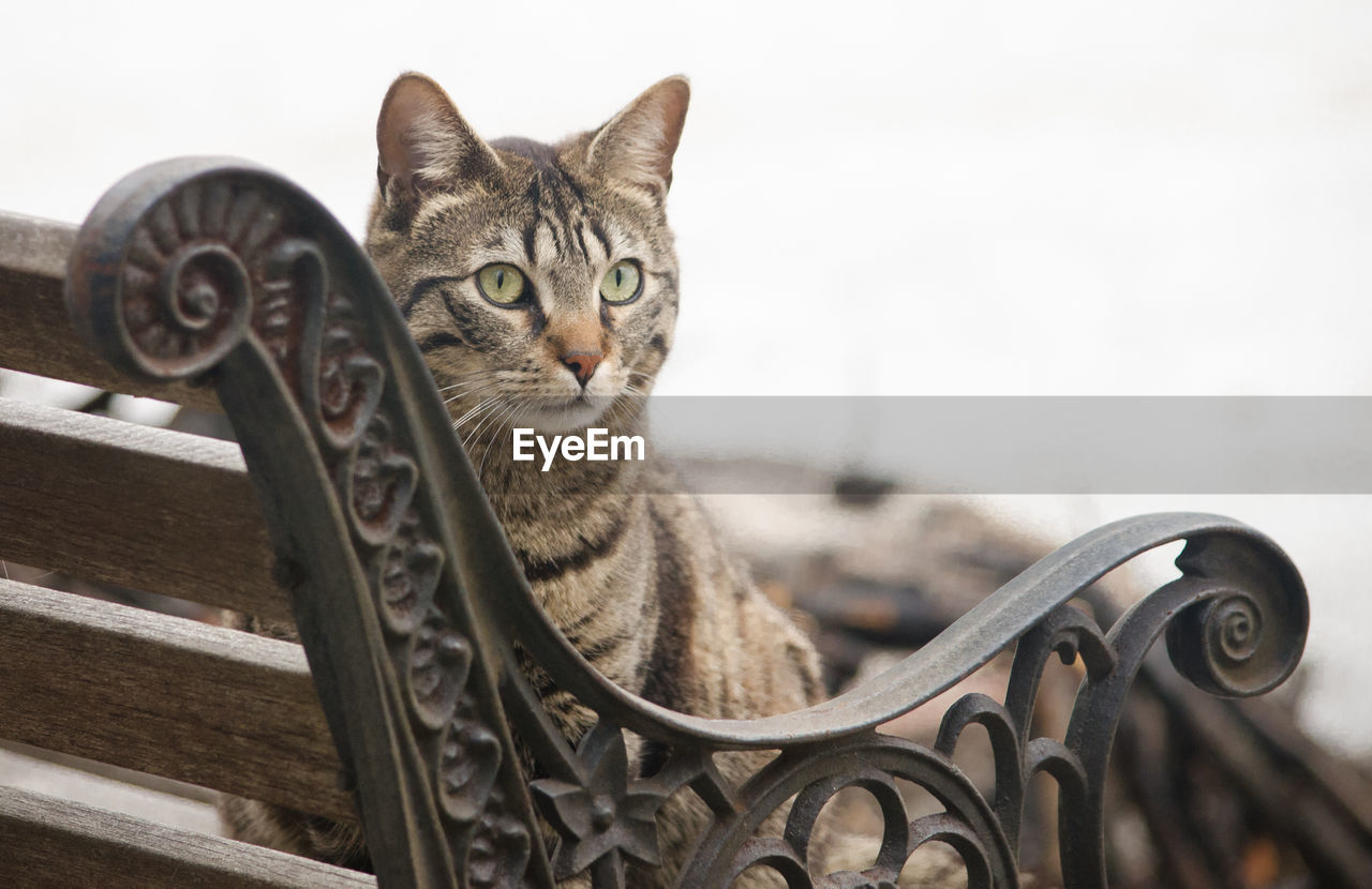 Close-up of cat sitting on bench
