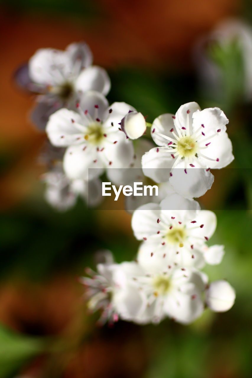 Close-up of white cherry blossoms