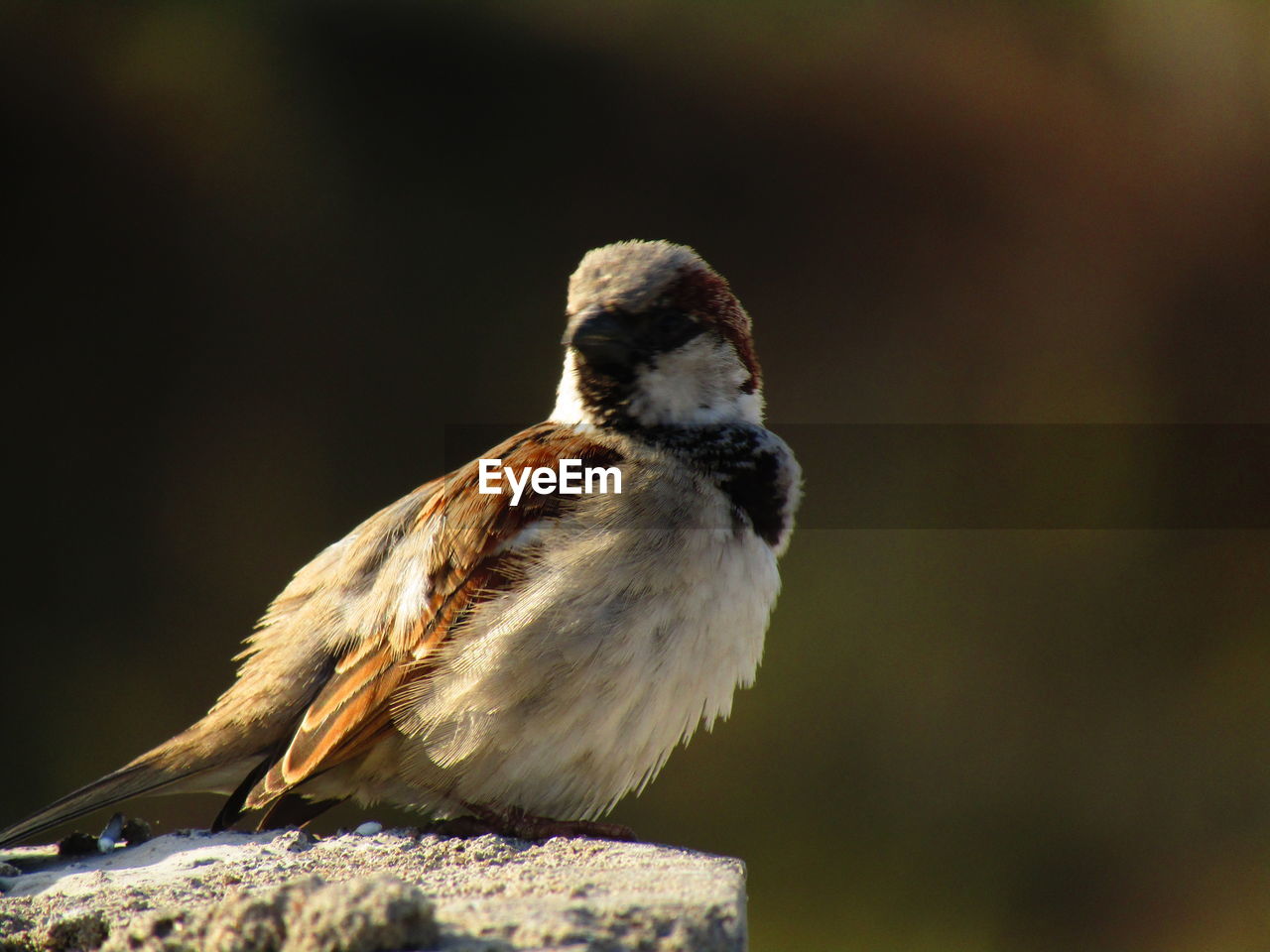 Close-up of sparrow bird on rock