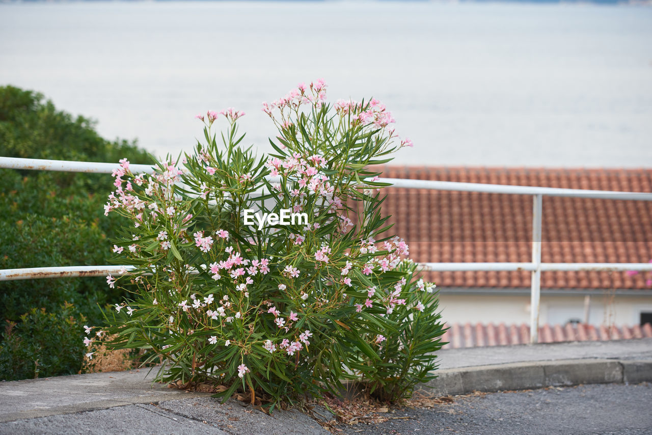 CLOSE-UP OF PINK FLOWERING PLANT AGAINST RAILING