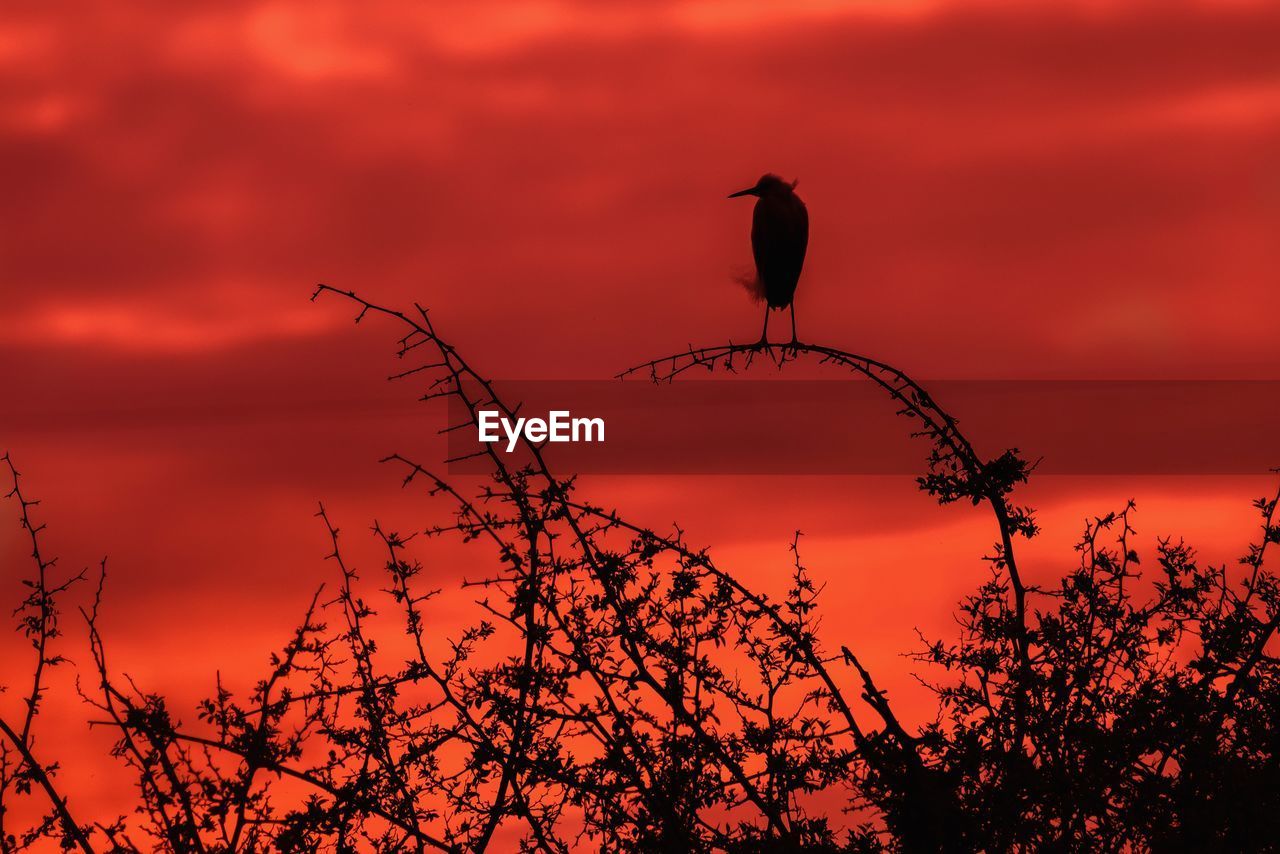 SILHOUETTE OF BIRD PERCHING ON BRANCH AGAINST ORANGE SKY