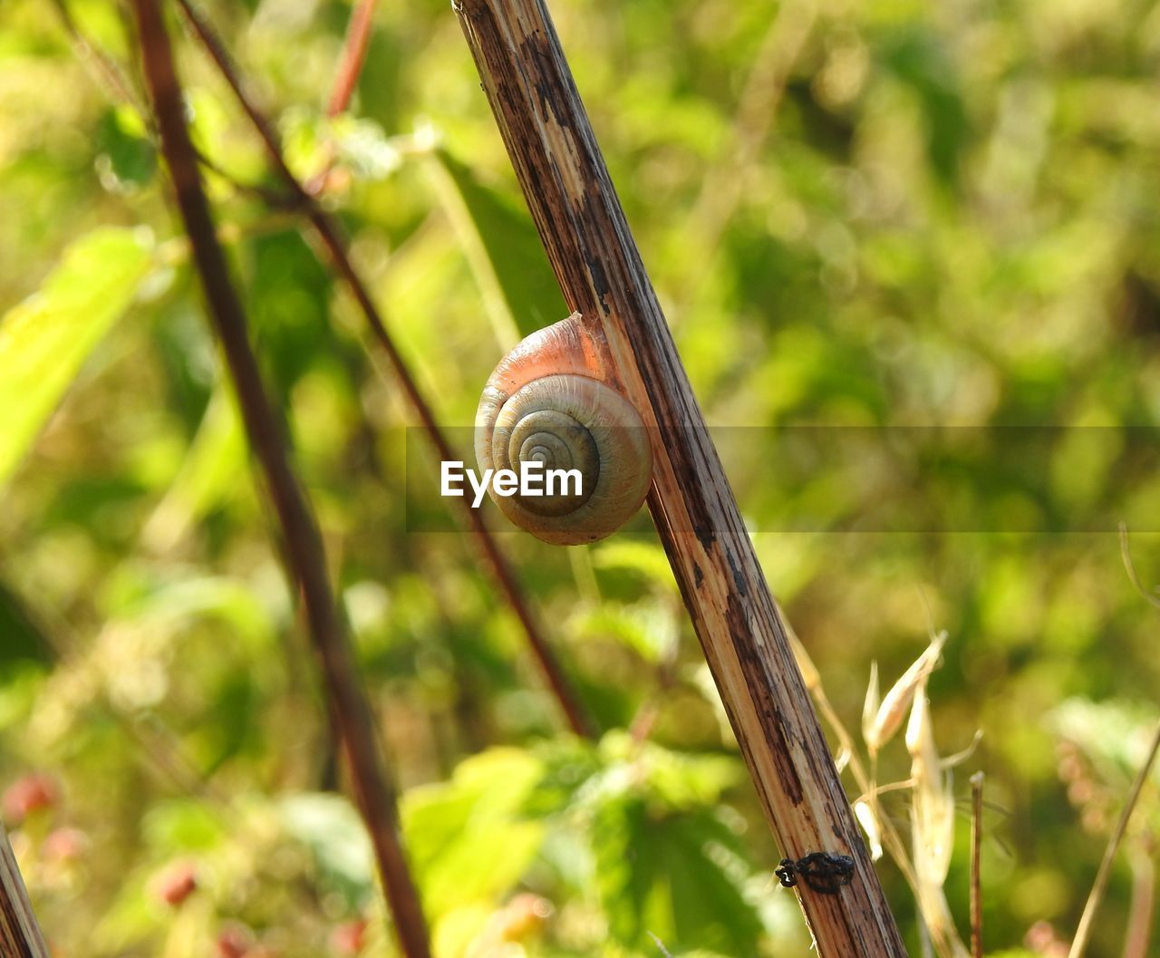 Close-up of snail on plant