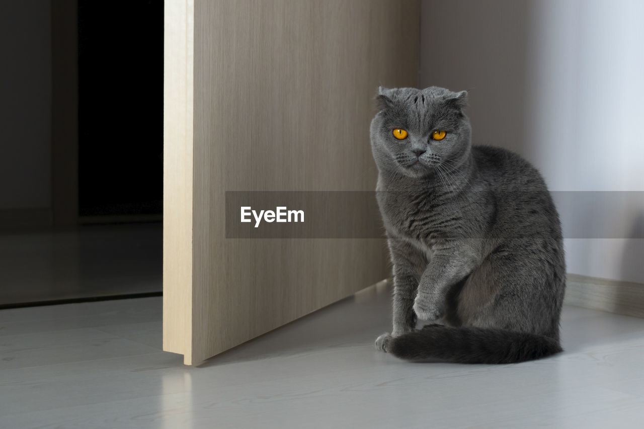 PORTRAIT OF A BLACK CAT SITTING ON FLOOR