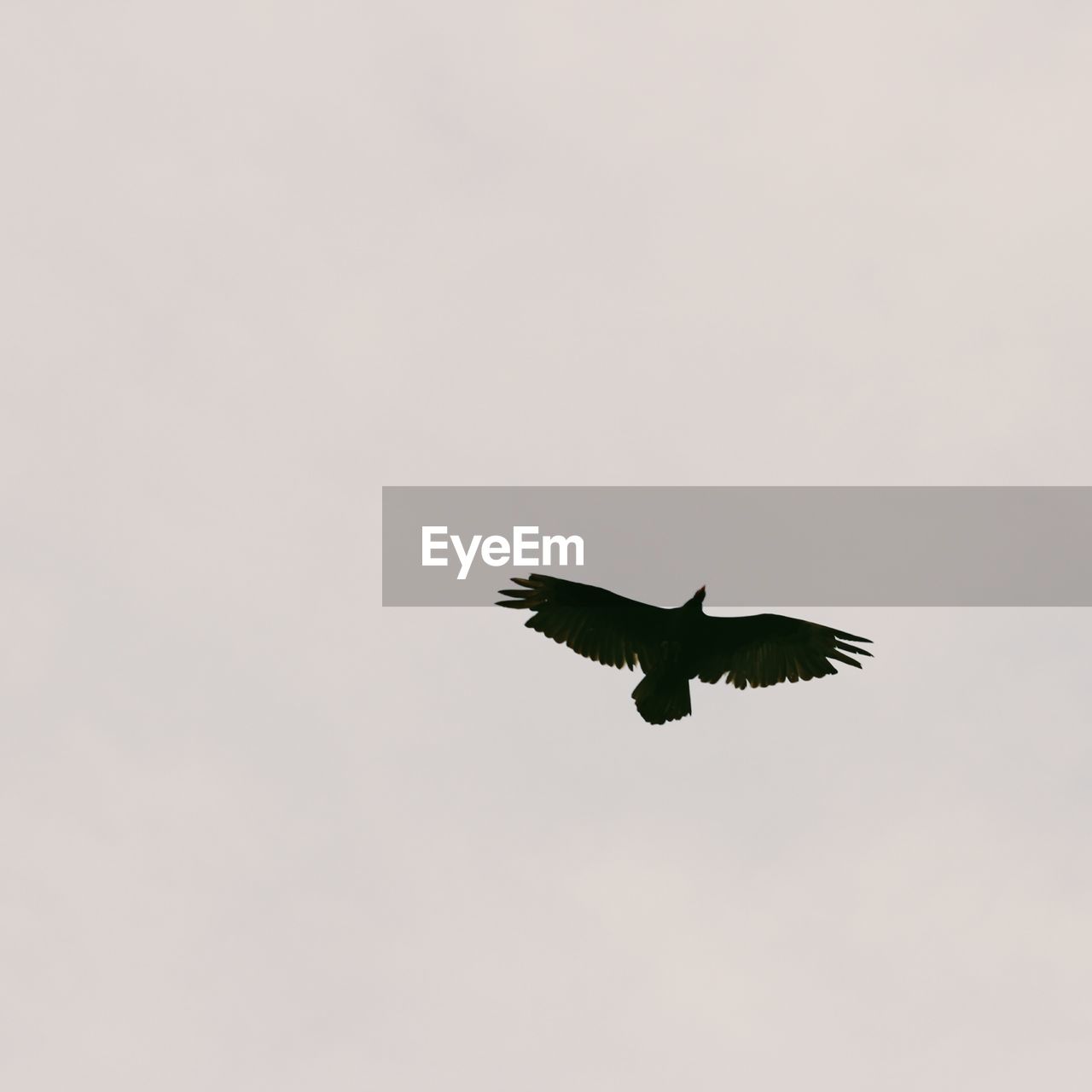 LOW ANGLE VIEW OF EAGLE FLYING IN SKY