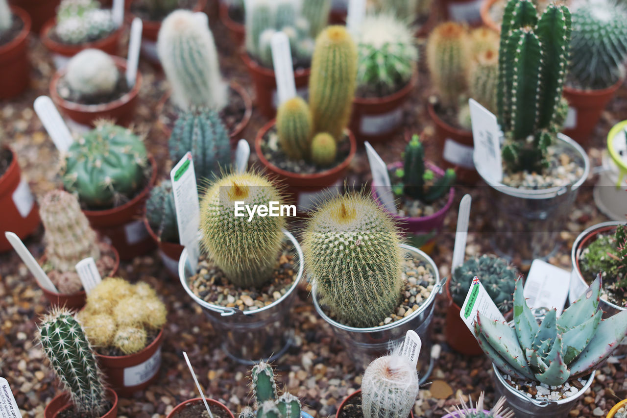 HIGH ANGLE VIEW OF SUCCULENT PLANTS IN FIELD