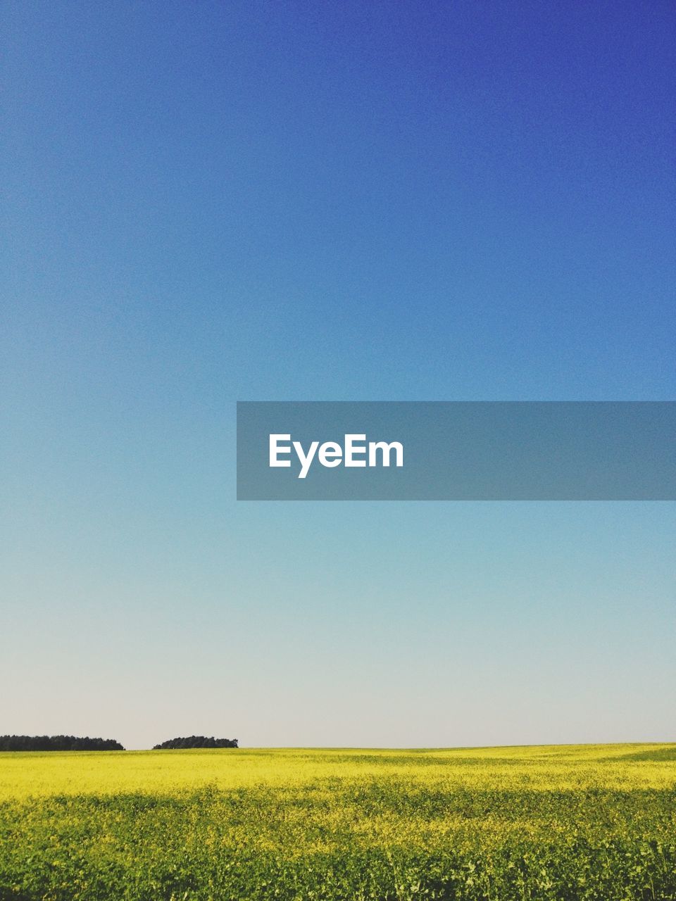 Tranquil field against clear blue sky