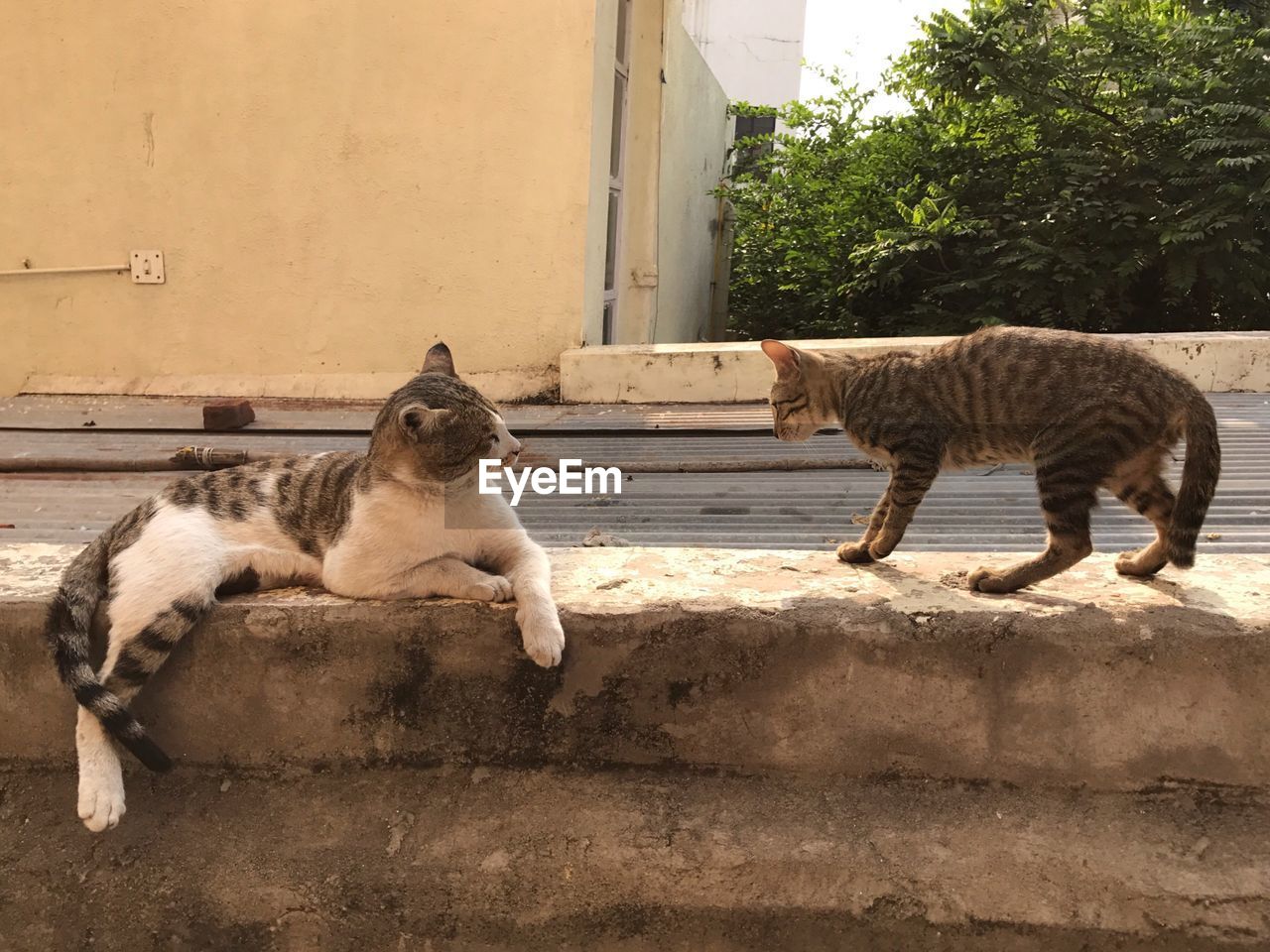 CAT SITTING ON RETAINING WALL OUTDOORS