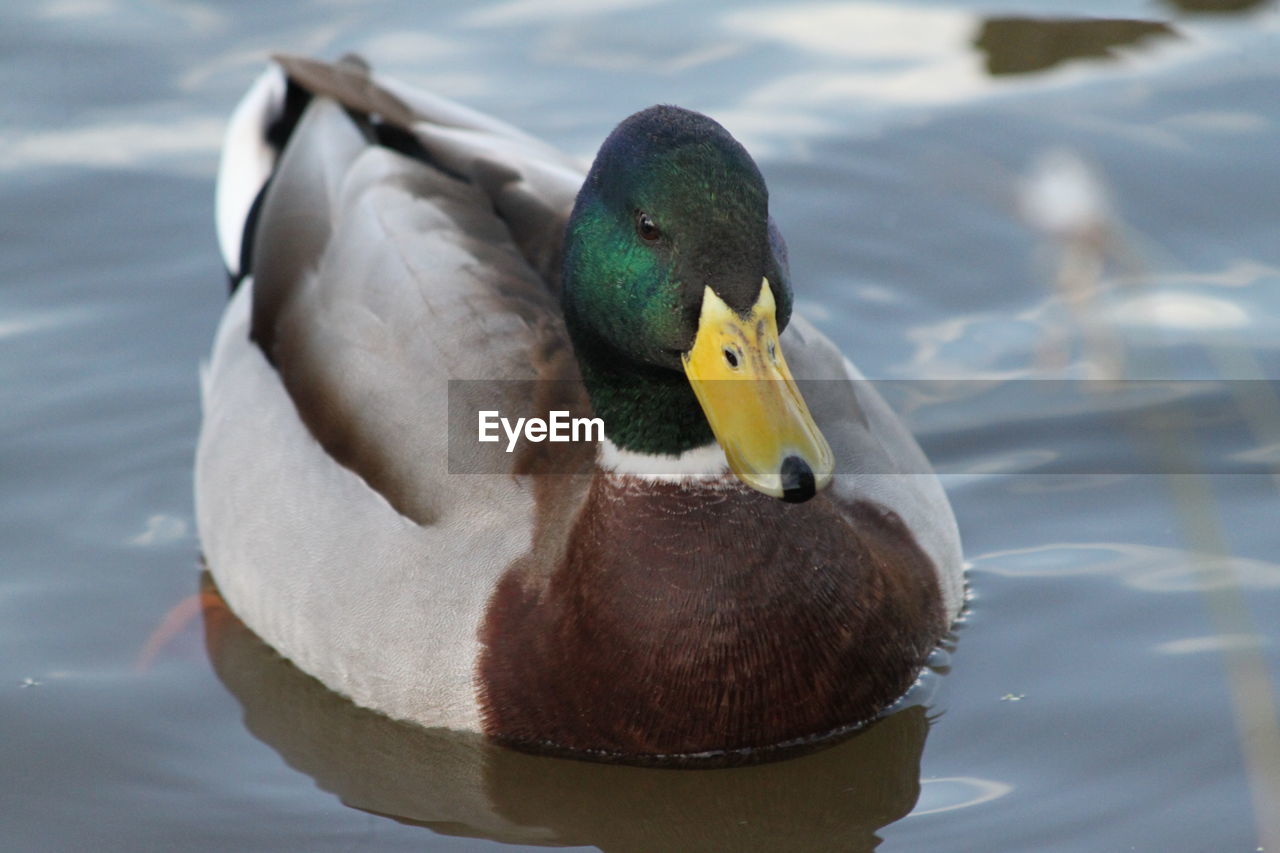 A beautiful mallard duck on a pond